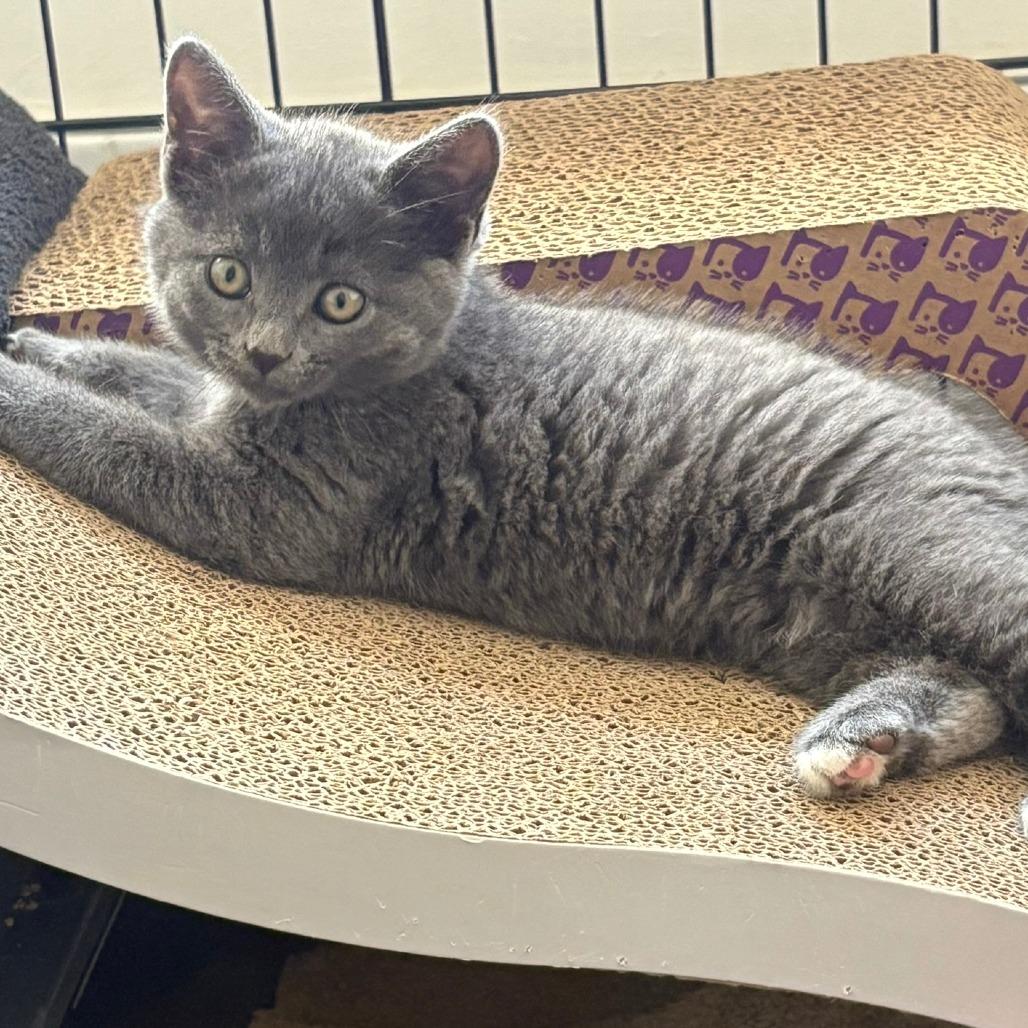 Verity, a Adoptable Domestic Short Hair image 2/6