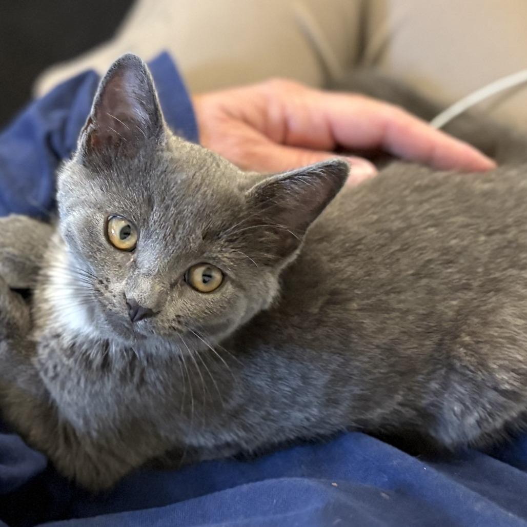 Verity, a Adoptable Domestic Short Hair image 3/6