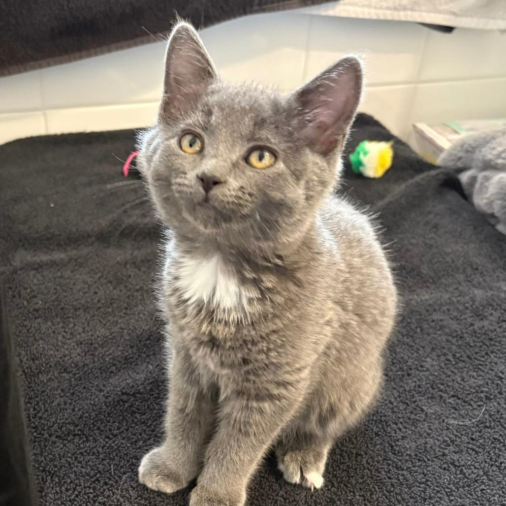 Verity, a Adoptable Domestic Short Hair image 6/6