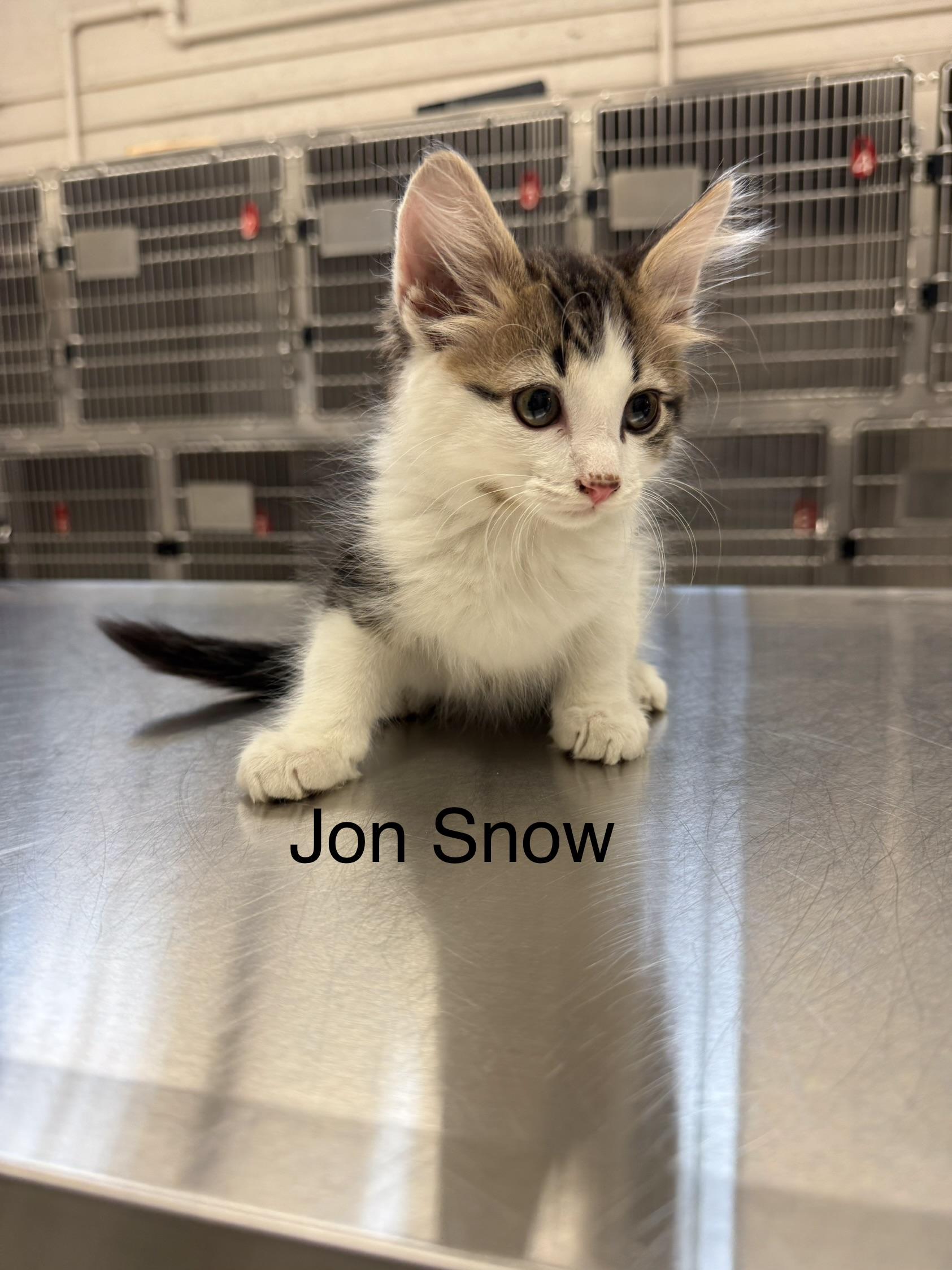 Enlarge Jon Snow, a Adoptable Domestic Long Hair in Grand Rapids, MI image 1/1