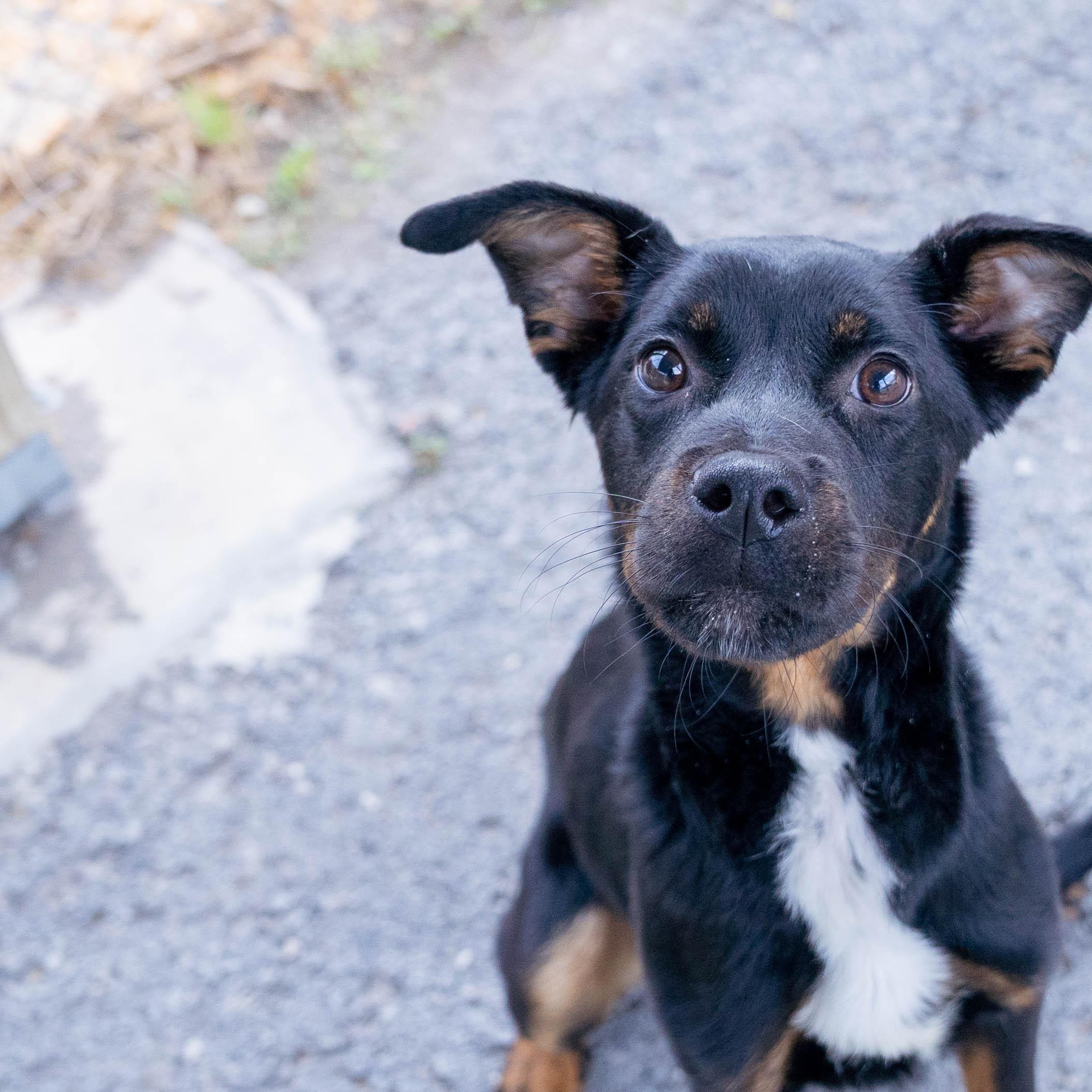 Enlarge Brittany CS , a ADOPTABLE mixed breed in Columbia, MD image 2/4