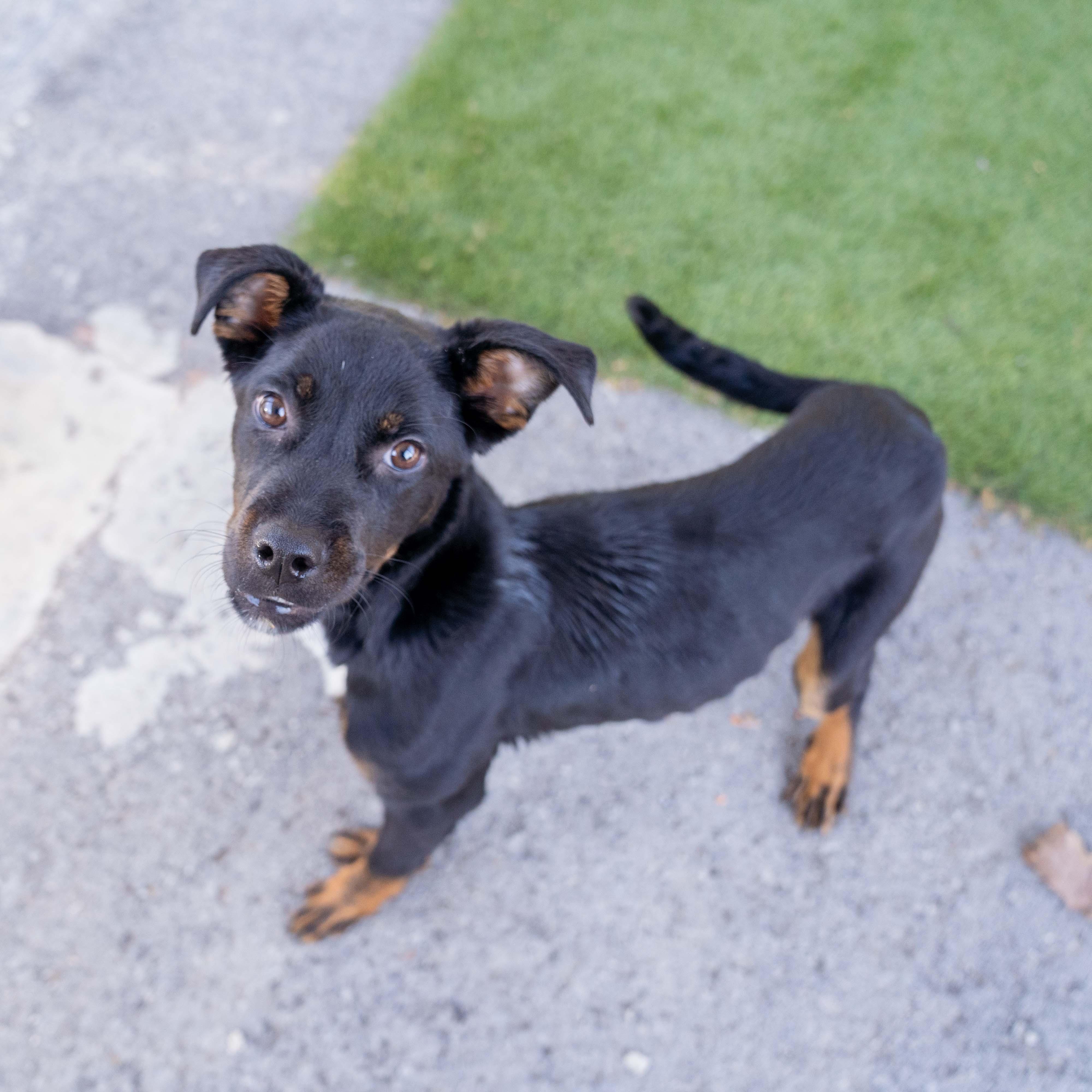 Enlarge Brittany CS , a ADOPTABLE mixed breed in Columbia, MD image 3/4