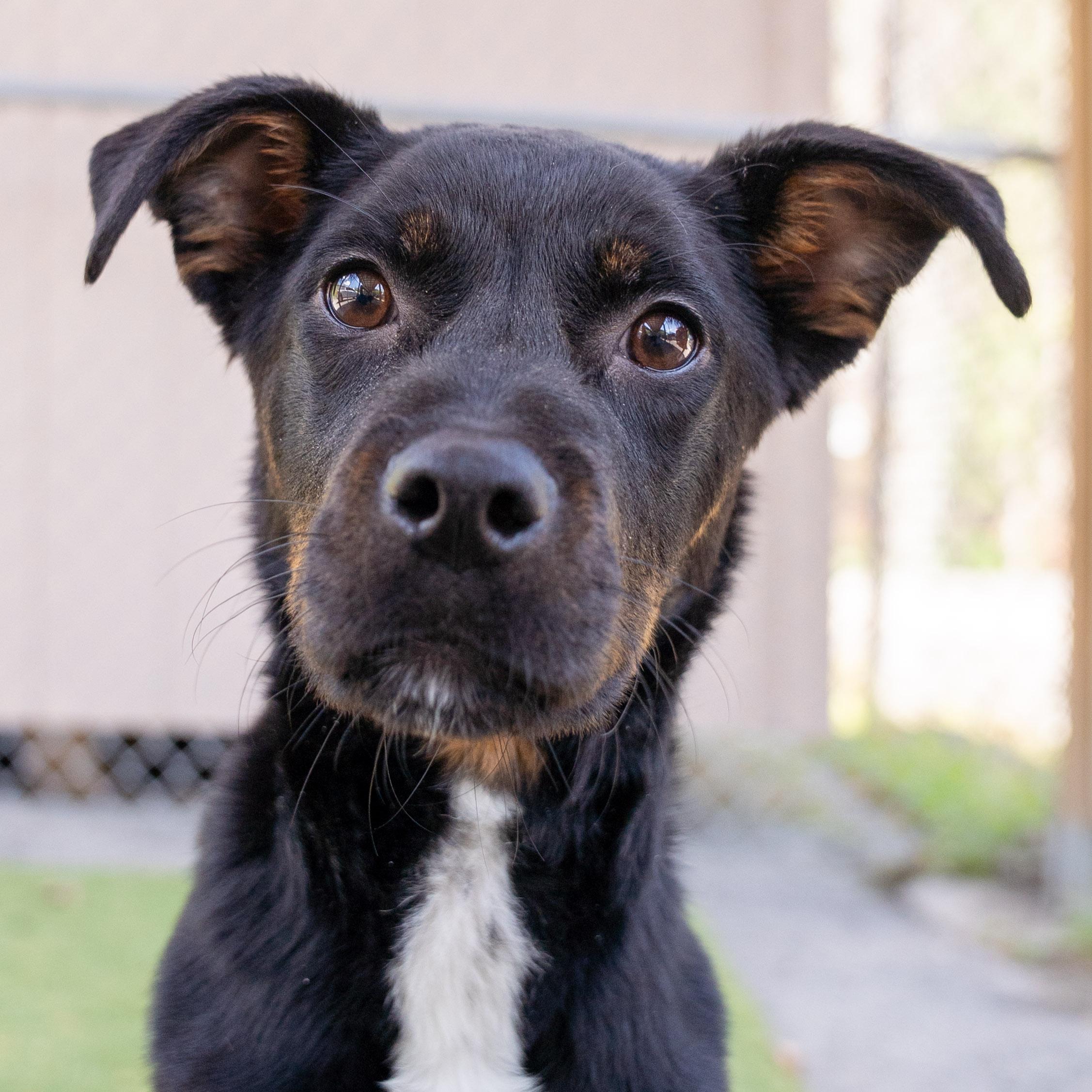 Brittany CS , ADOPTABLE, Young Female Spaniel.