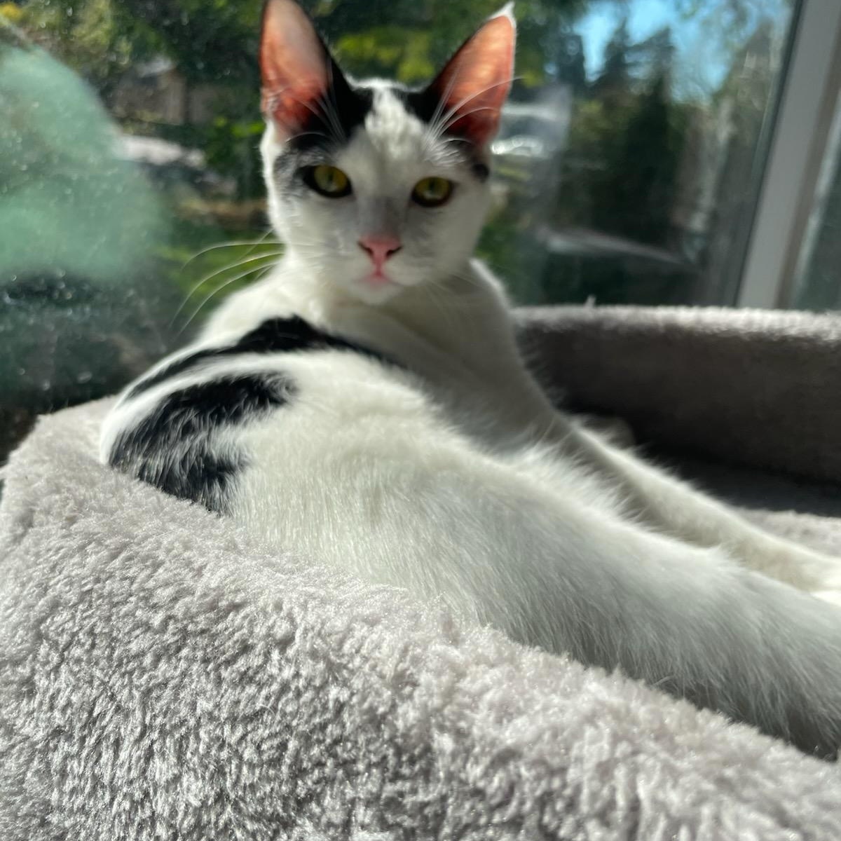 Warren (bonded with Snoop), a Adoptable Domestic Short Hair in Silverton, OR image 5/6