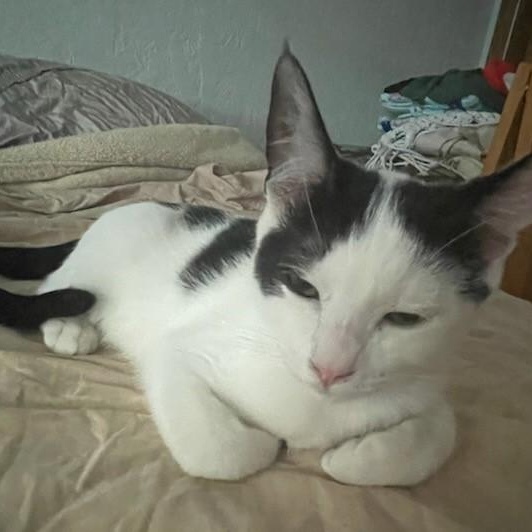 Warren (bonded with Snoop), a Adoptable Domestic Short Hair in Silverton, OR image 2/6