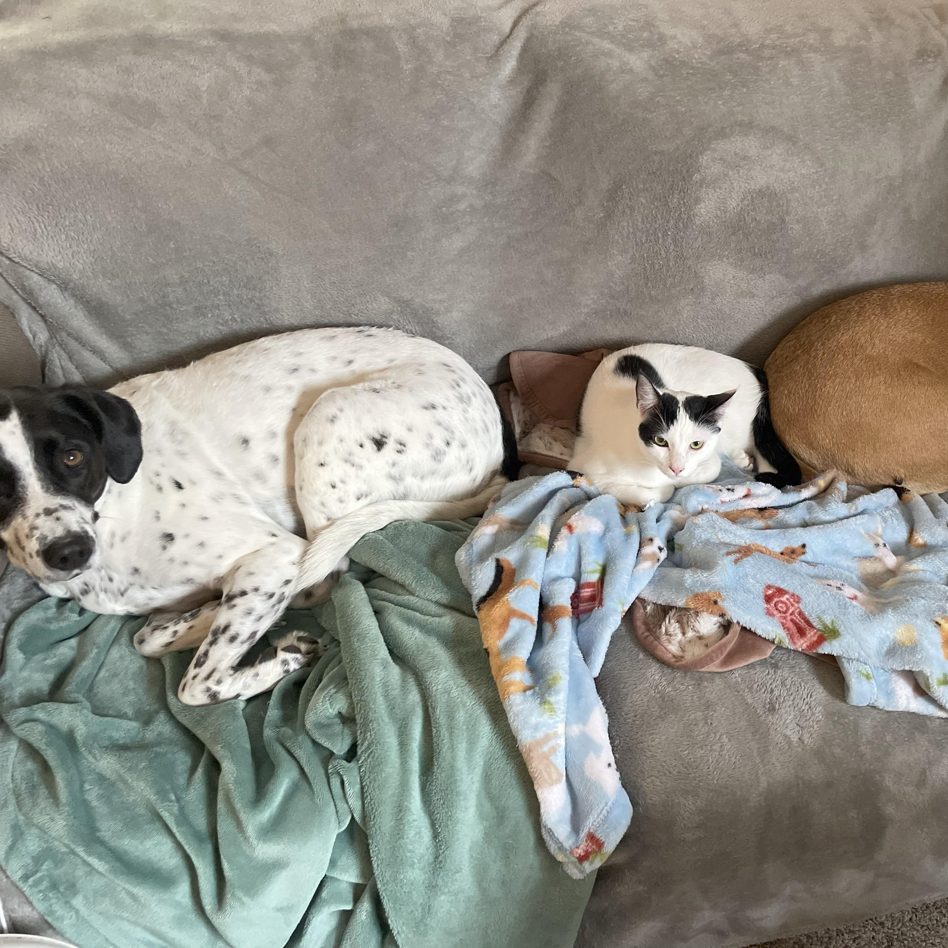 Warren (bonded with Snoop)