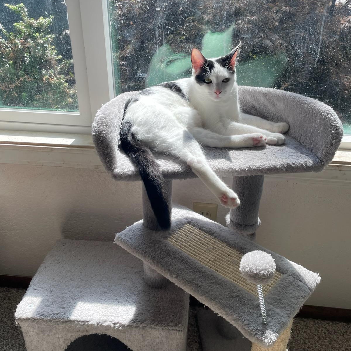 Warren (bonded with Snoop), a Adoptable Domestic Short Hair in Silverton, OR image 3/6