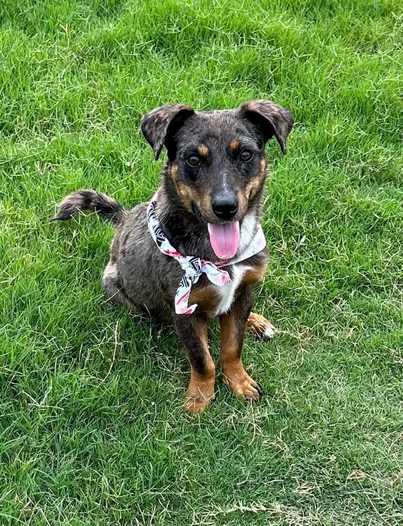THRIFTY, a Adopted Dachshund in Kaufman, TX image 1/8