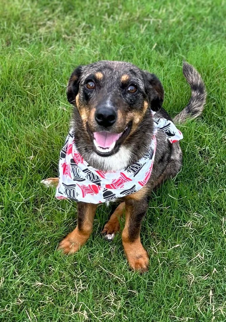 THRIFTY, a Adopted Dachshund in Kaufman, TX image 3/8