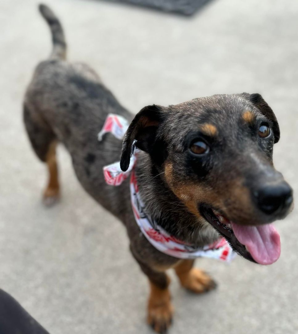 THRIFTY, a Adopted Dachshund in Kaufman, TX image 4/8