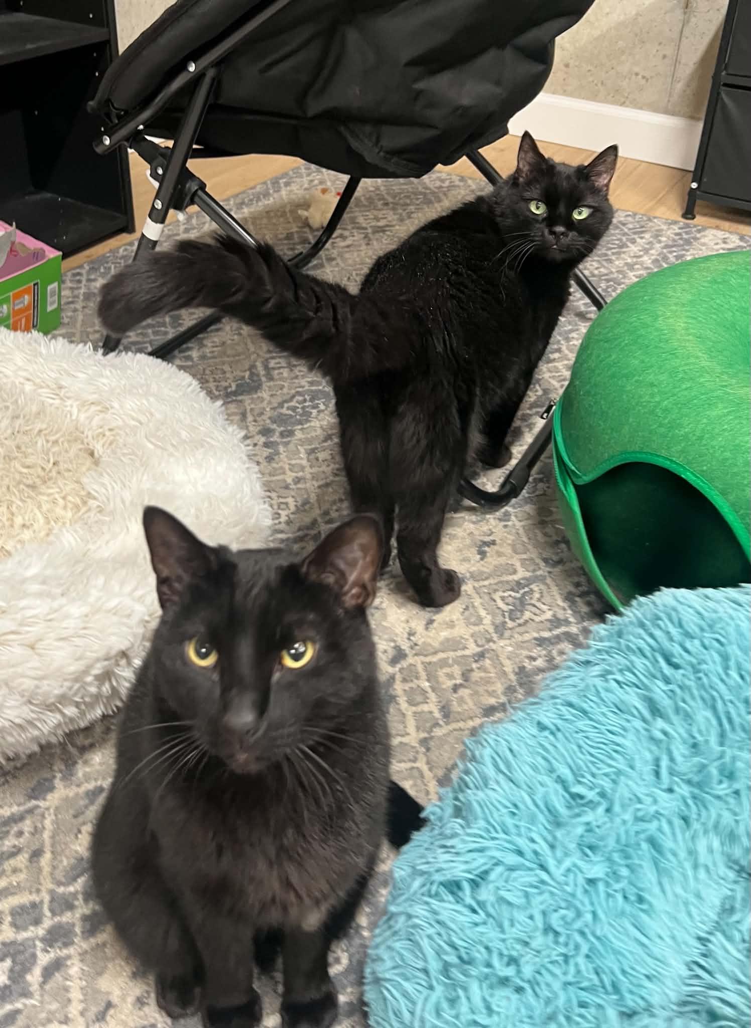Diesel and Dinger, Adoptable, Senior Male Domestic Short Hair.