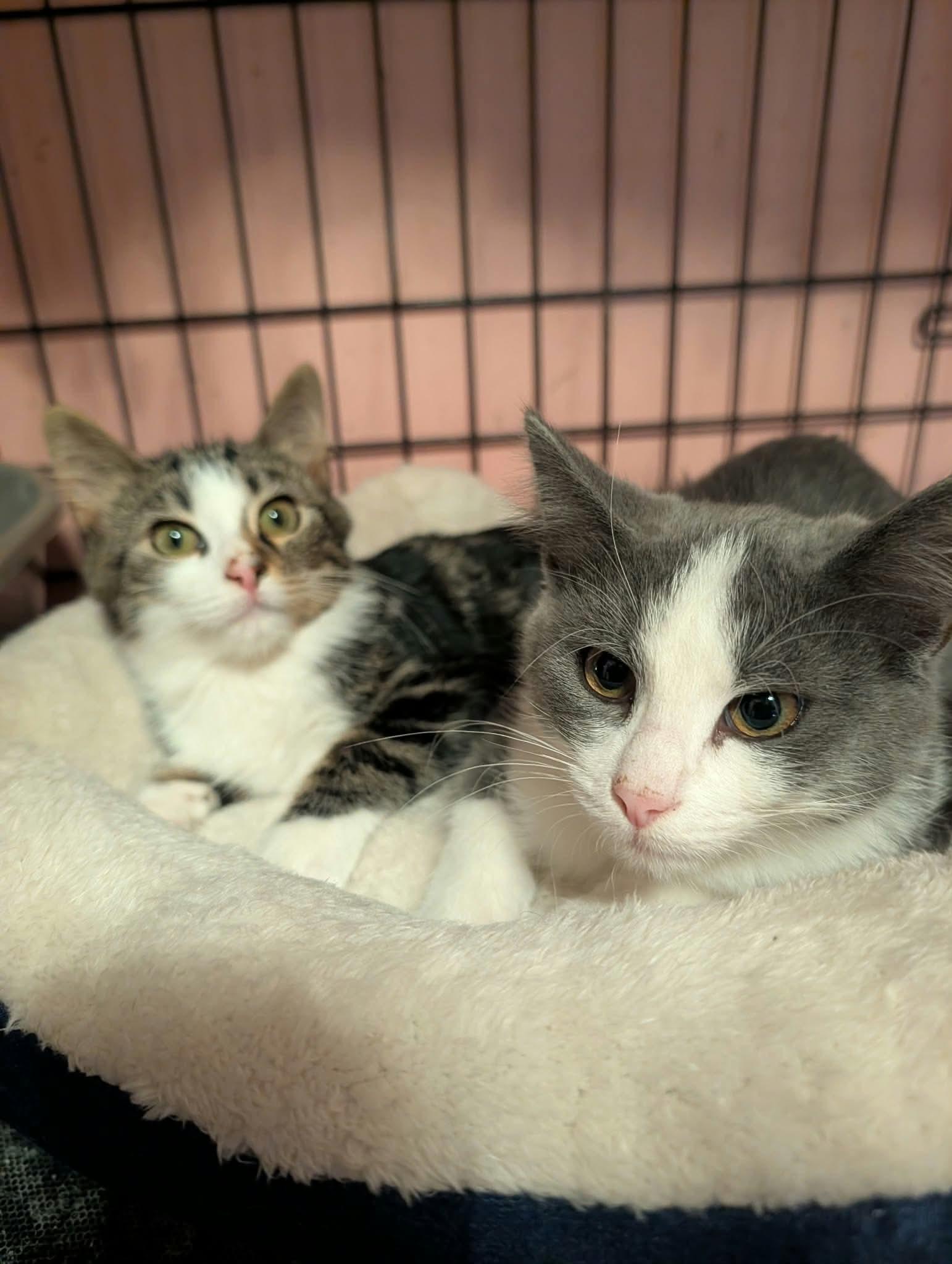 Enlarge Soaky & Jo, a Adoptable Domestic Short Hair in Lincoln, NE image 4/4