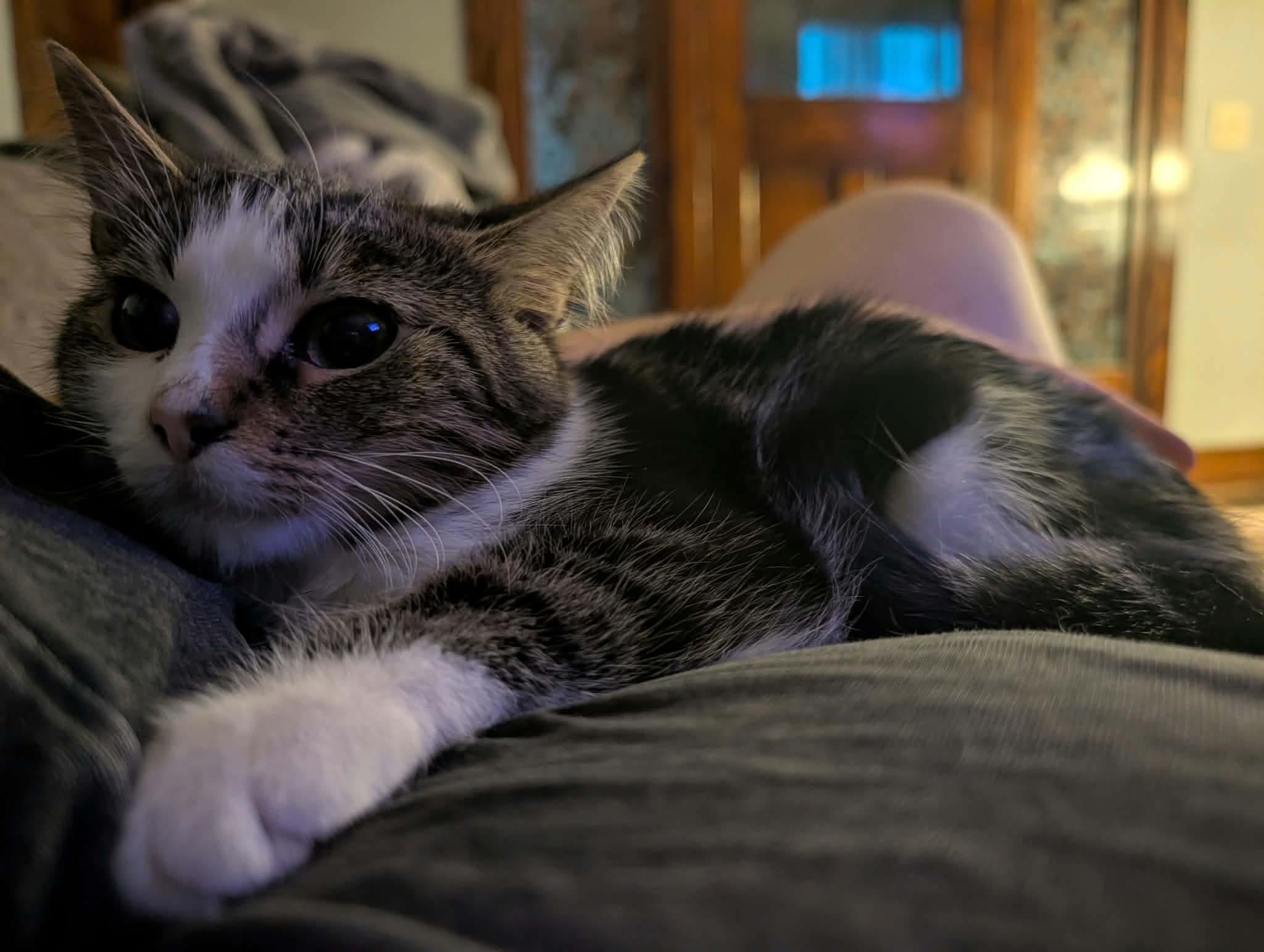 Enlarge Soaky & Jo, a Adoptable Domestic Short Hair in Lincoln, NE image 2/4