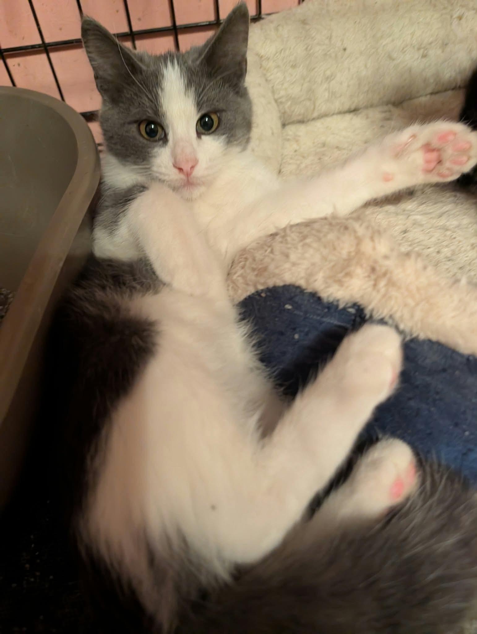Enlarge Soaky & Jo, a Adoptable Domestic Short Hair in Lincoln, NE image 3/4