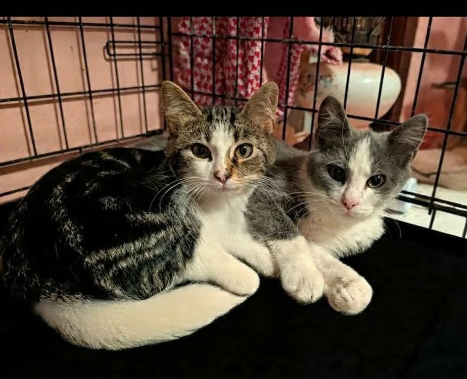 Soaky & Jo, Adoptable, Kitten Female Domestic Short Hair.