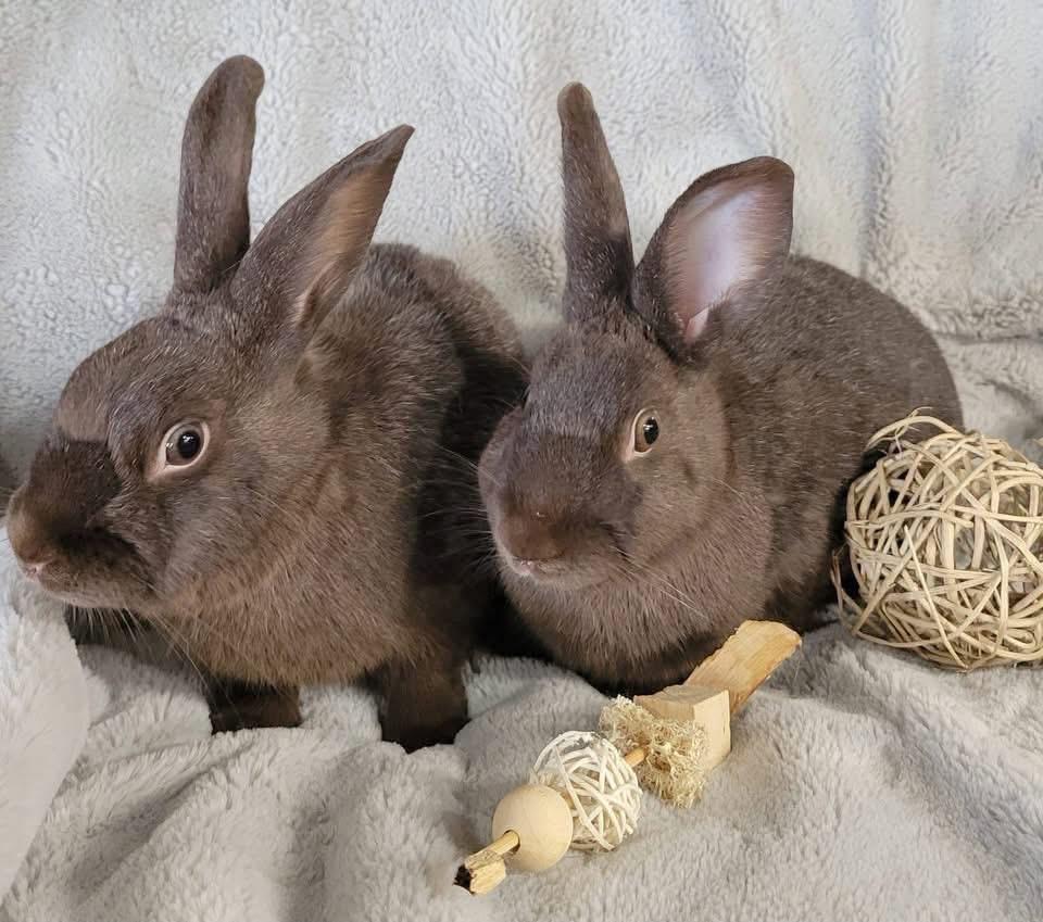 Enlarge Sparkler and Roman Candle, a ADOPTABLE New Zealand in St. Charles, MO image 3/4