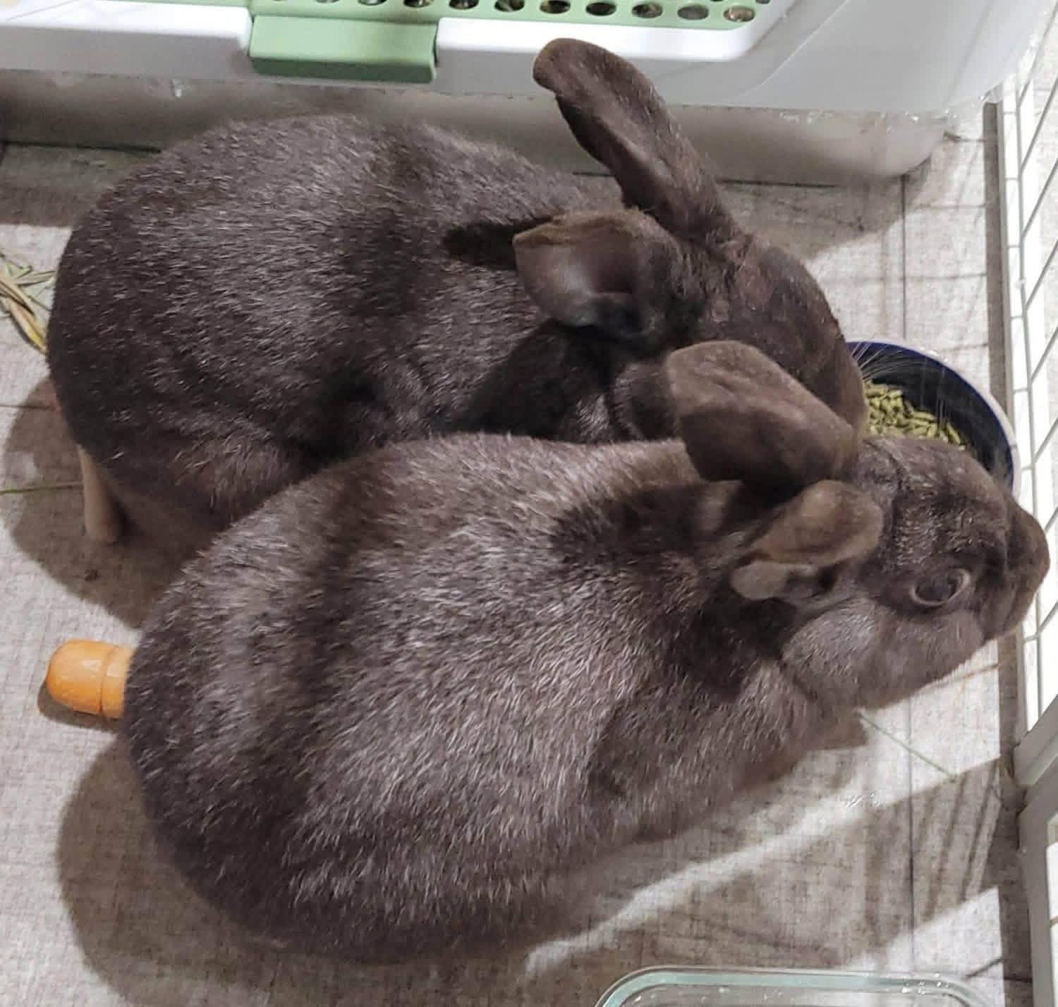 Sparkler and Roman Candle, ADOPTABLE, Adult Female New Zealand.