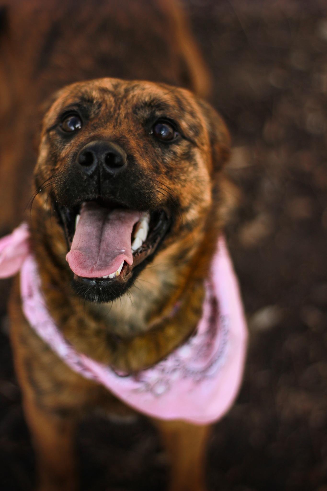 Enlarge Astrid, a Adoptable mixed breed in Spencer, IN image 1/1