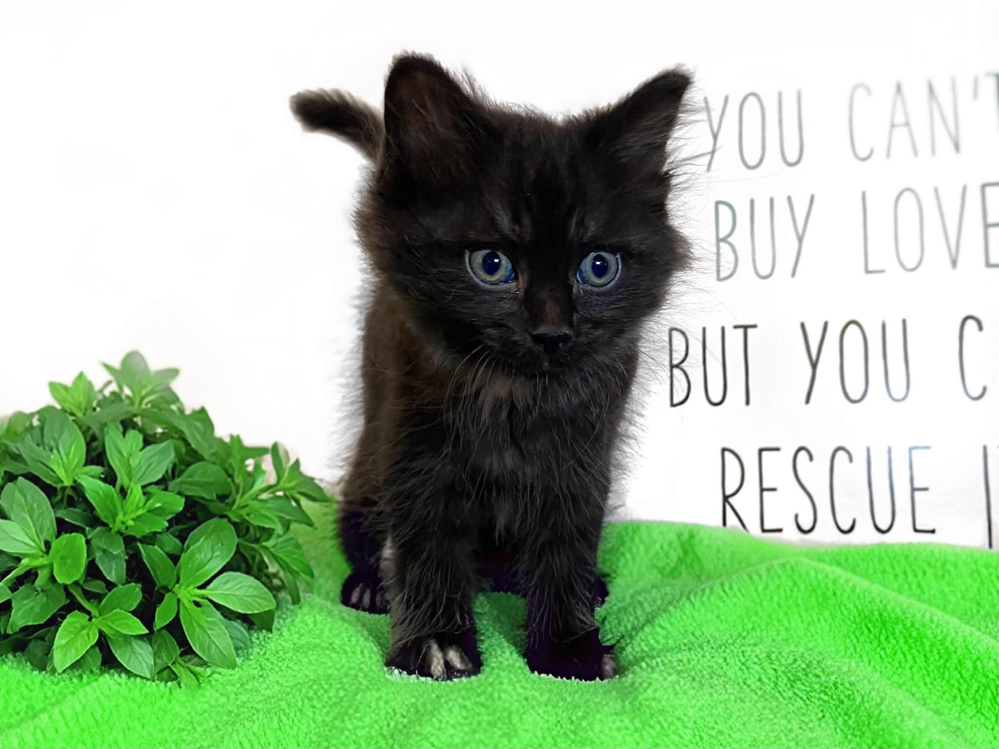 SAGE, adopted, Kitten Male Domestic Medium Hair.