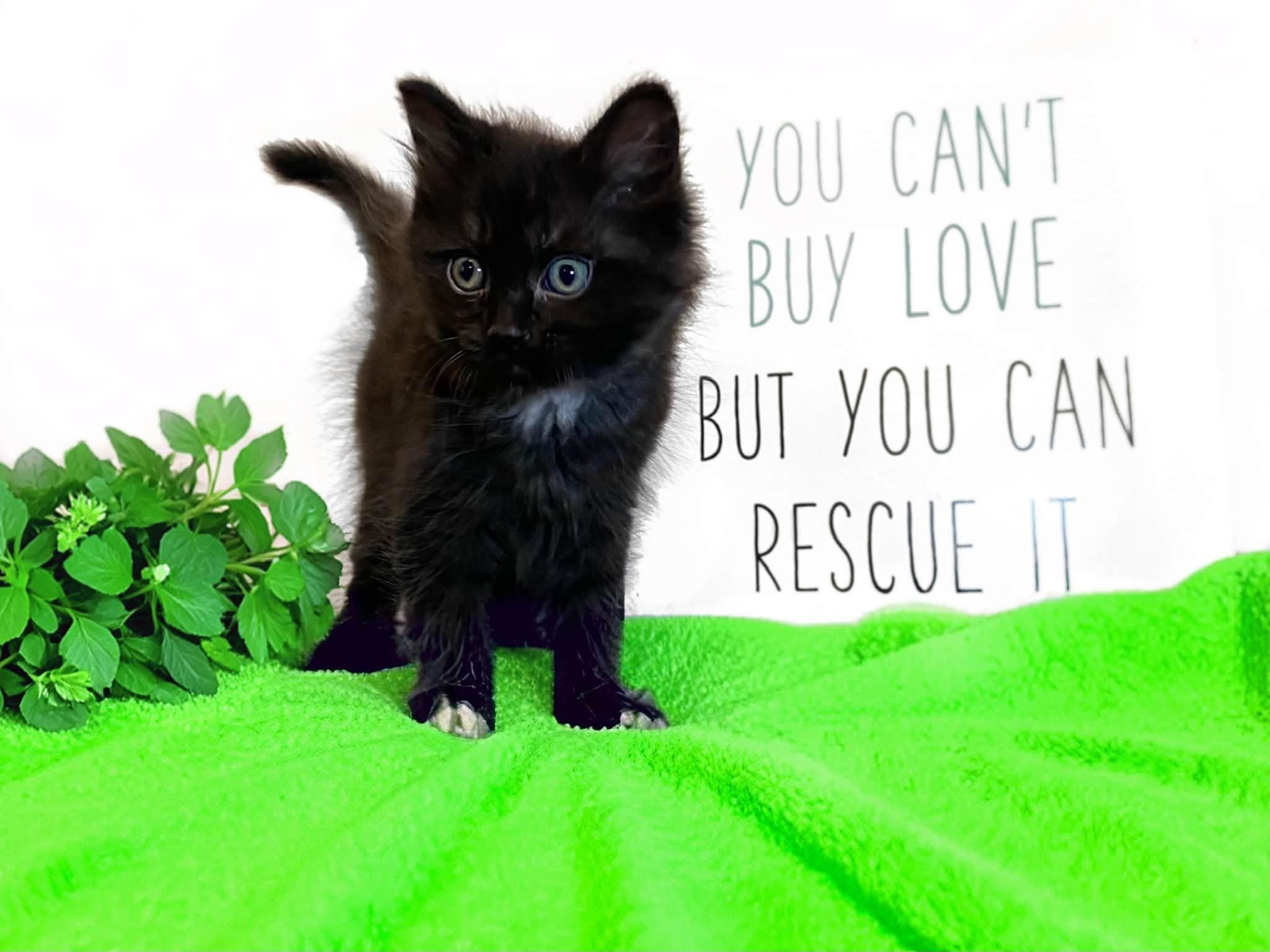 SAGE, an adopted Domestic Medium Hair in Graham, WA image 2/3