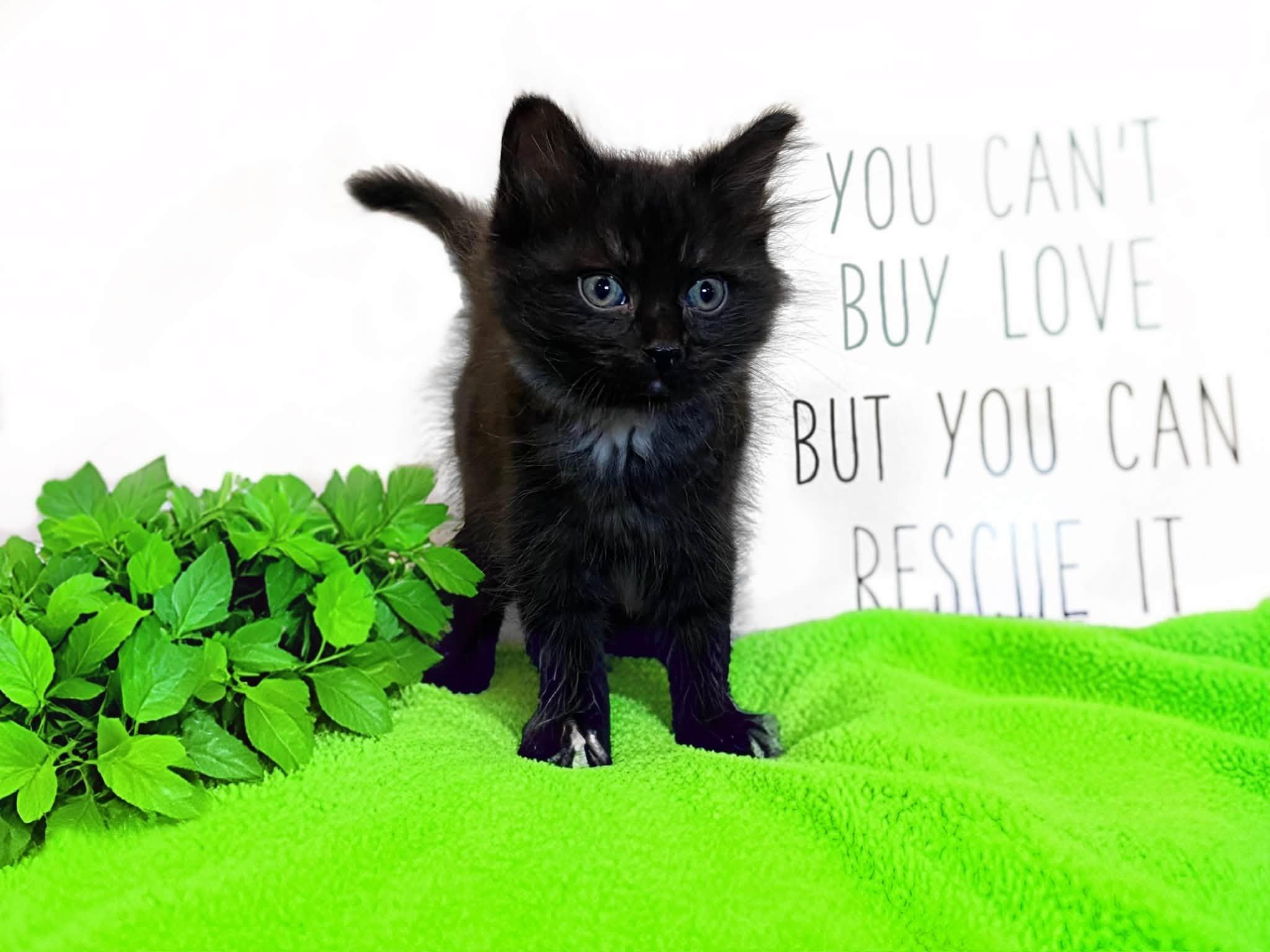 SAGE, an adopted Domestic Medium Hair in Graham, WA image 3/3