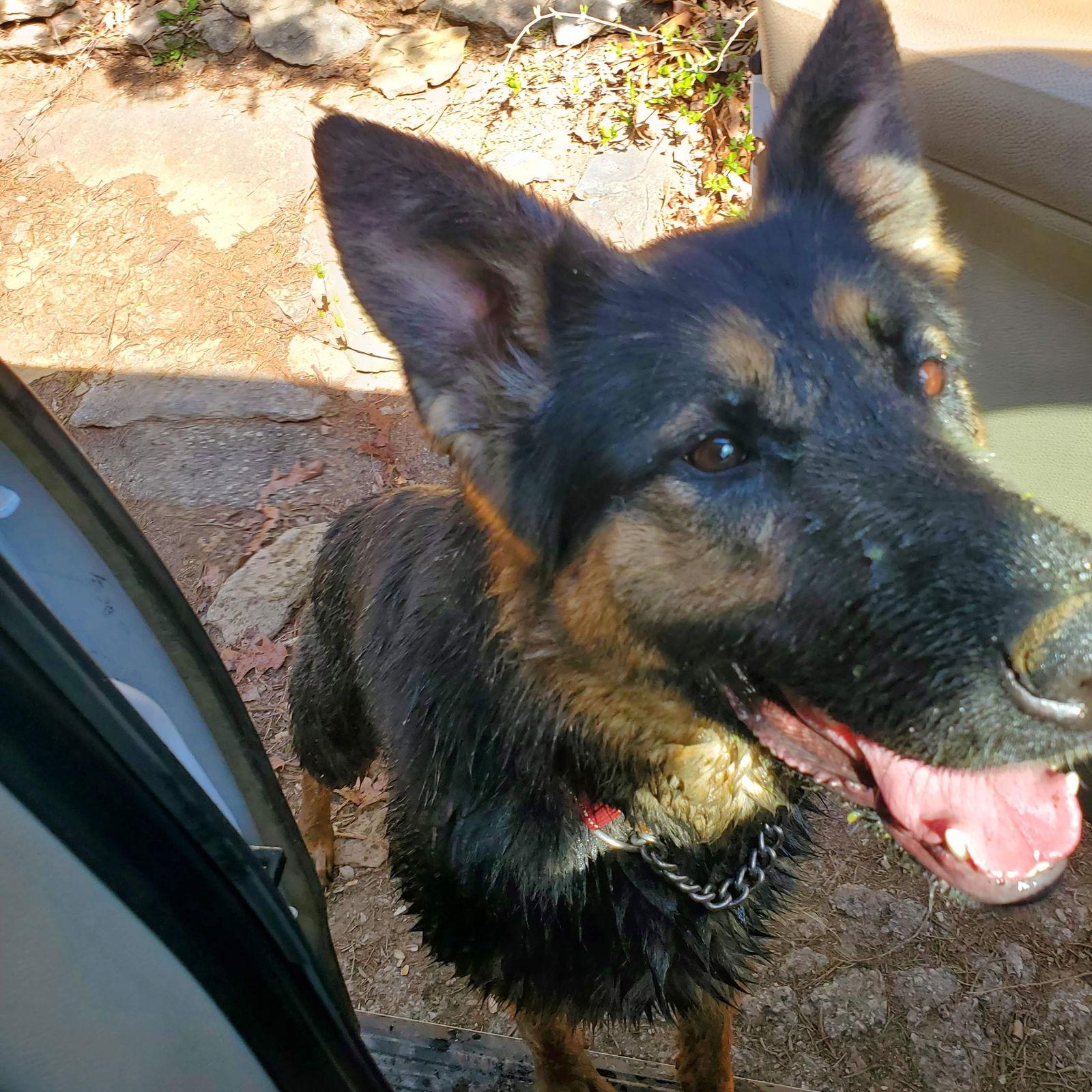 Enlarge Marisol, a Adopted German Shepherd Dog in Louisville, KY image 1/1