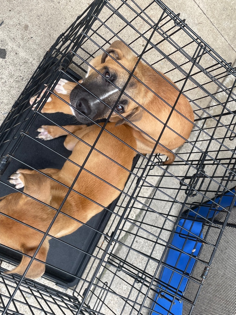 Dolly, Adopted, Puppy Female Boxer & German Shepherd Dog.