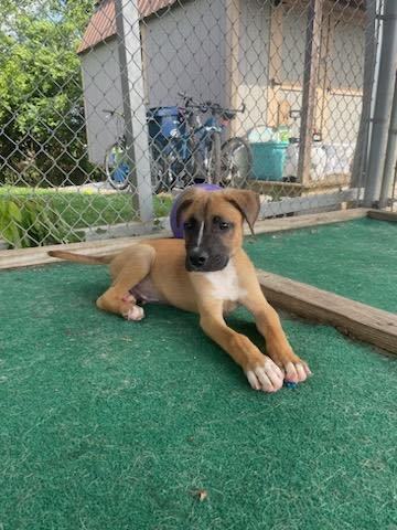 Enlarge Dolly, a Adopted mixed breed in Newfoundland, NJ image 2/12