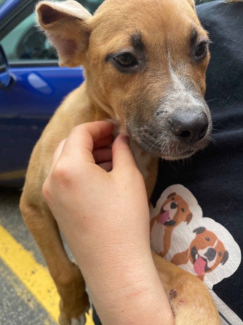 Enlarge Dolly, a Adopted mixed breed in Newfoundland, NJ image 3/12