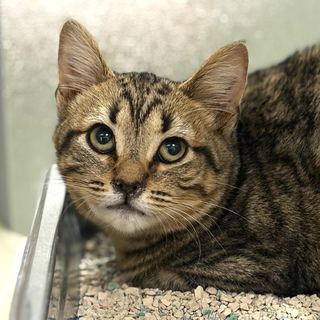 Corn Muffin, Adoptable, Kitten Female Domestic Short Hair.