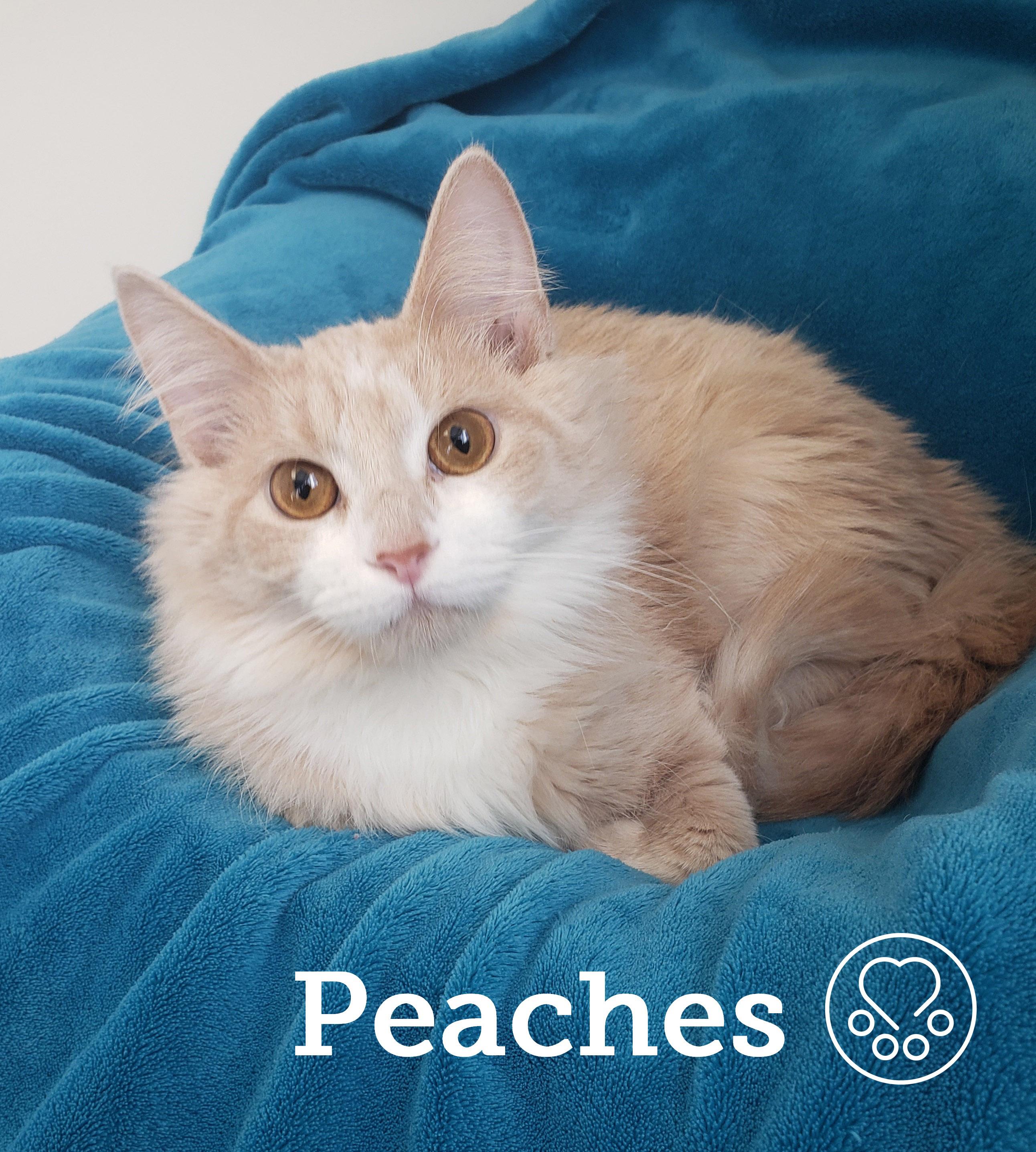Peaches, ADOPTABLE, Young Female Domestic Medium Hair.