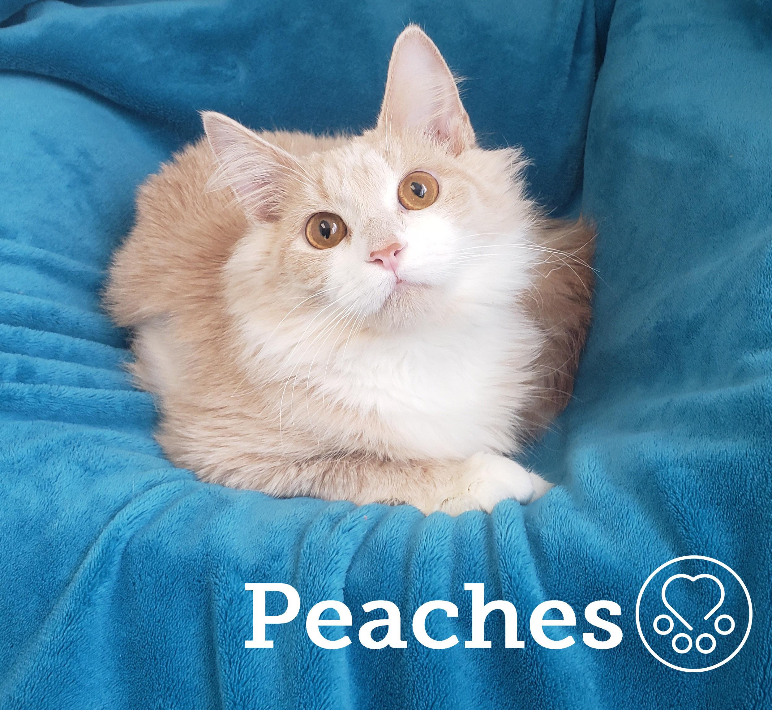 Peaches, a ADOPTABLE Domestic Medium Hair in Anjou, QC image 2/2