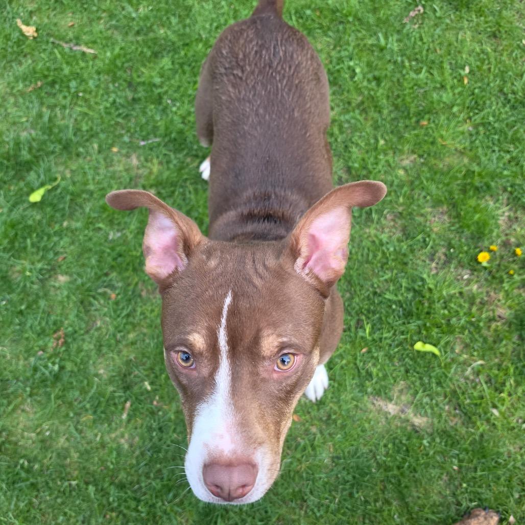 Gus, Adoptable, Young Male American Staffordshire Terrier & Mixed Breed.