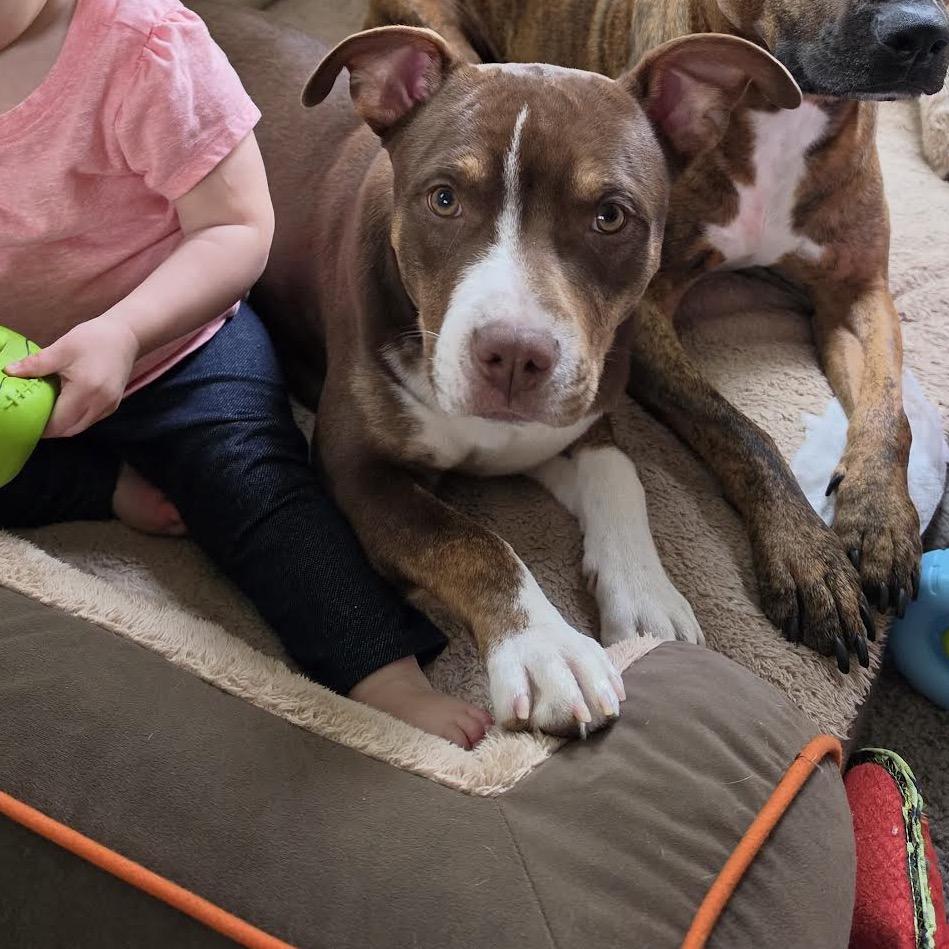 Gus, a Adoptable mixed breed in Ferndale, MI image 2/6