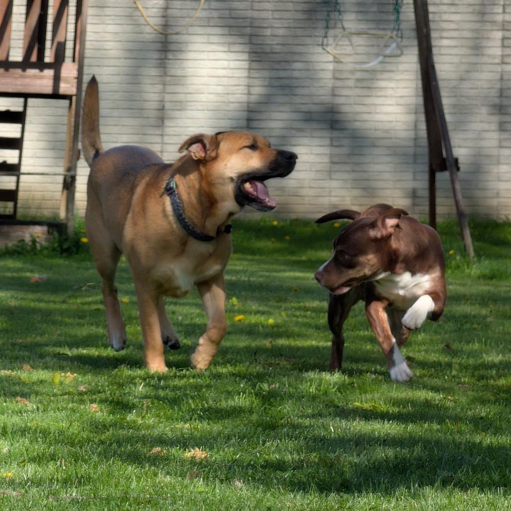 Gus, a Adoptable mixed breed in Ferndale, MI image 3/6