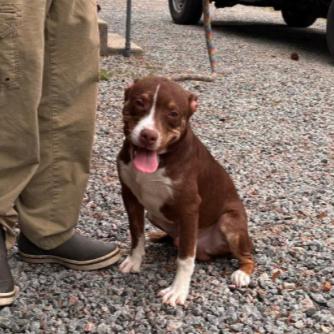 Gus, a Adoptable mixed breed in Ferndale, MI image 4/6