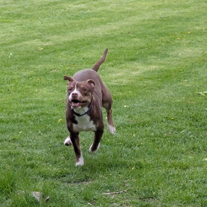 Gus, a Adoptable mixed breed in Ferndale, MI image 5/6