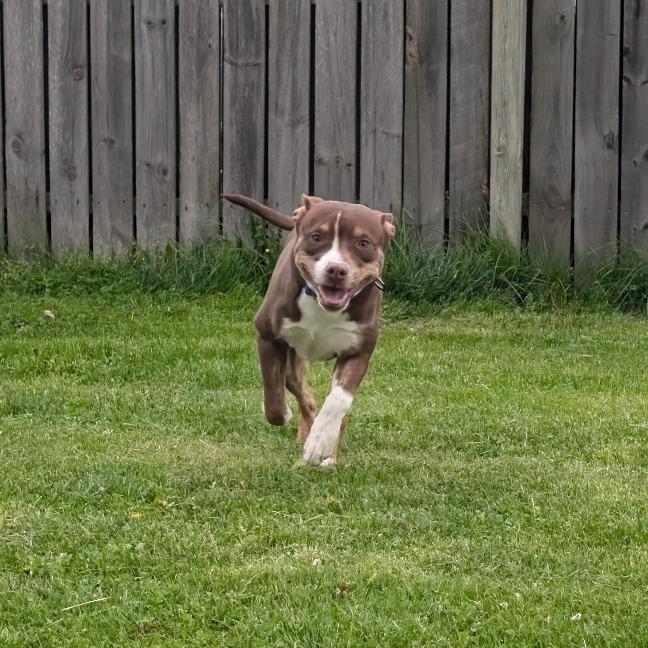 Gus, a Adoptable mixed breed in Ferndale, MI image 6/6