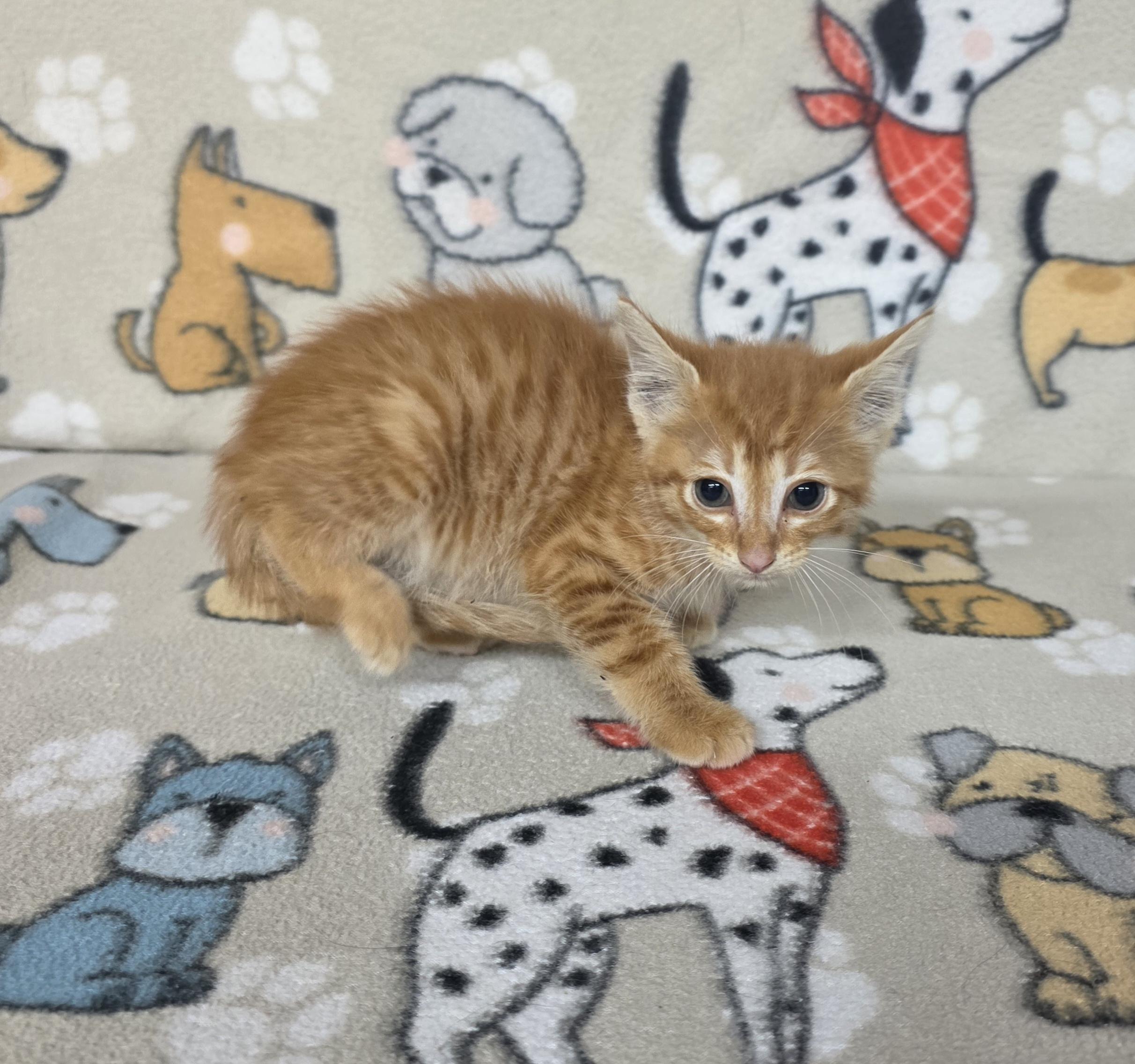 Opie - PENDING, adopted, Kitten Male American Shorthair.