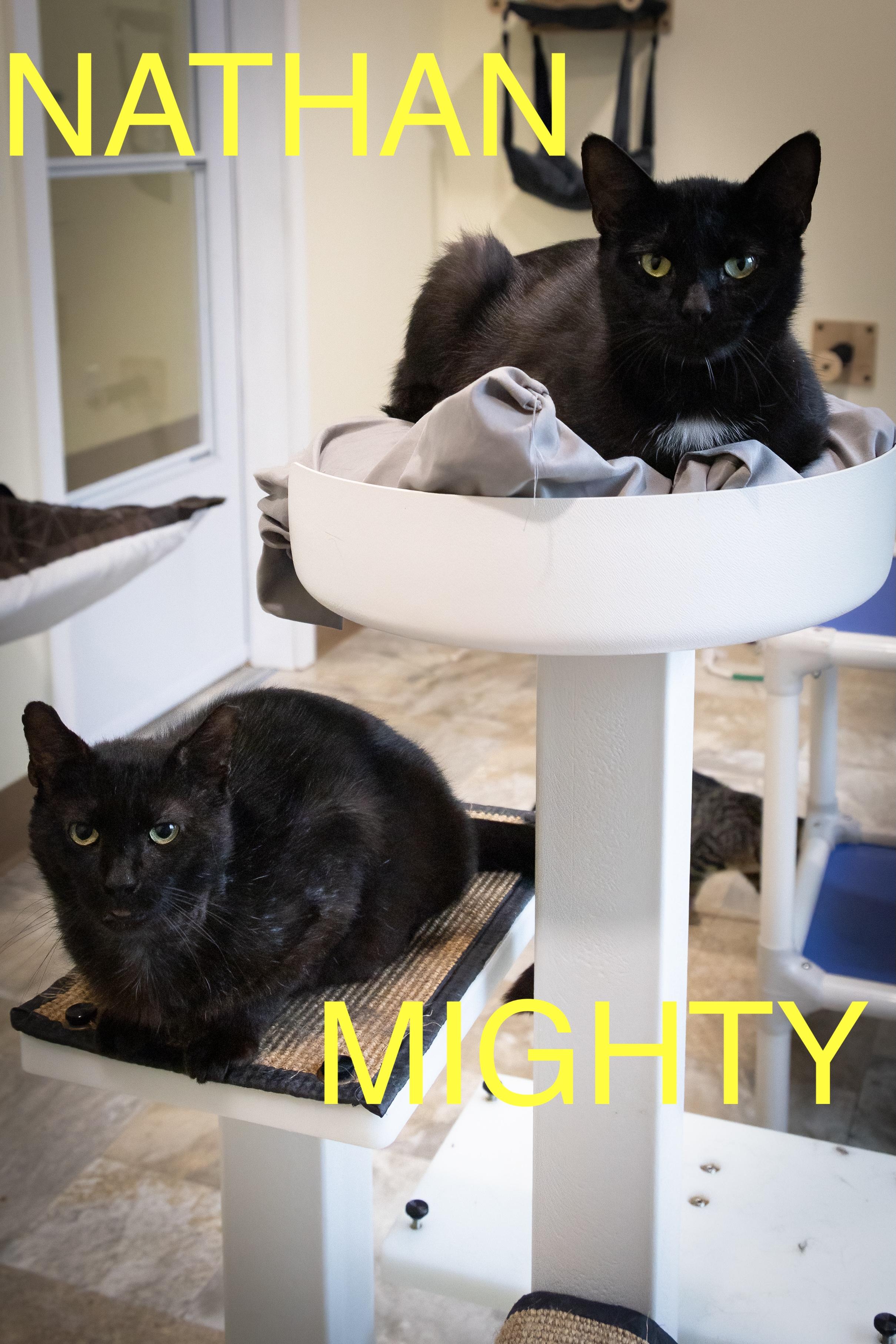Mighty (FCID# 04/02/2025 - 28 West Chester PS) C 3