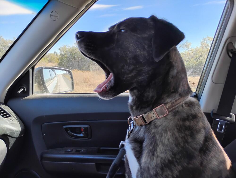 Enlarge Daisy, a Adoptable mixed breed in New Braunfels, TX image 1/3