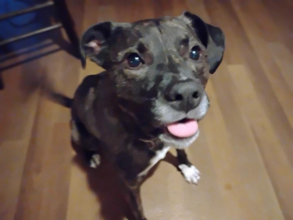 Enlarge Daisy, a Adoptable mixed breed in New Braunfels, TX image 2/3