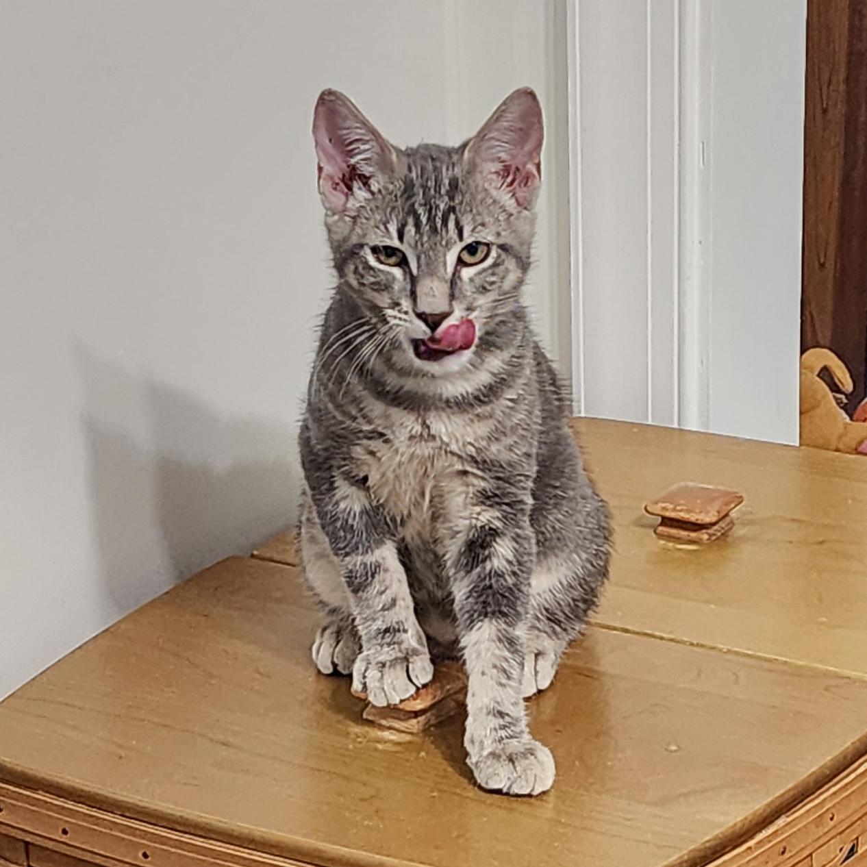 Sammie, Adoptable, Kitten Male Tabby & Domestic Short Hair.