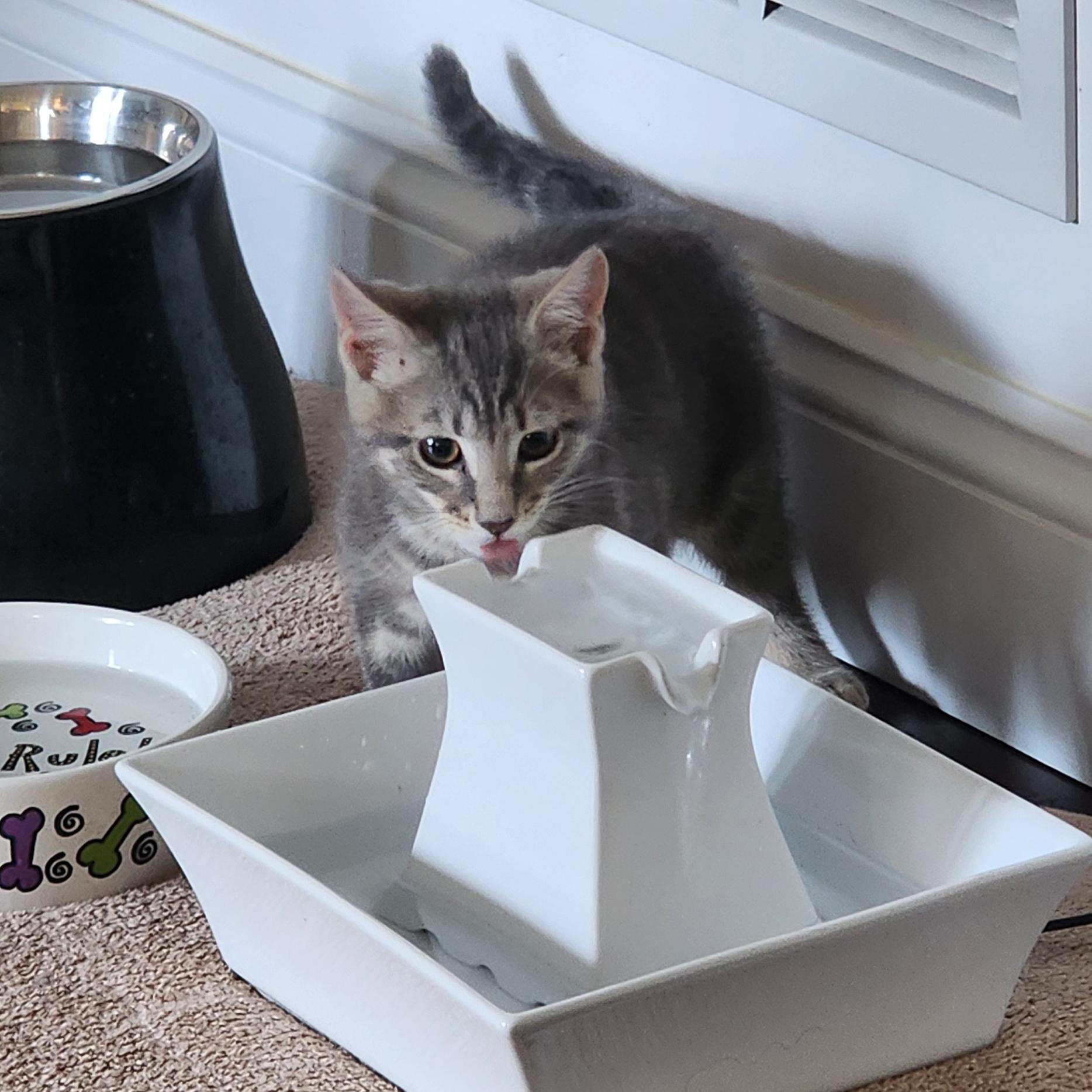 Enlarge Sammie, a Adoptable mixed breed in Harrisburg, PA image 2/6