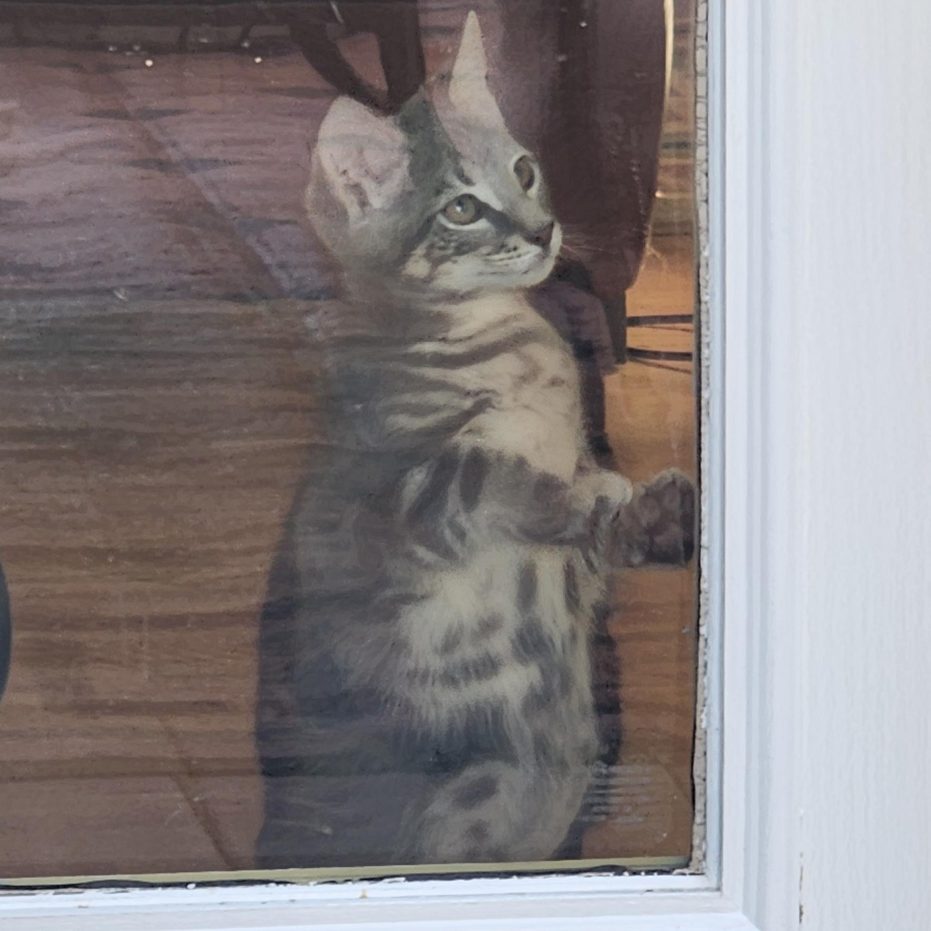 Enlarge Sammie, a Adoptable mixed breed in Harrisburg, PA image 3/6