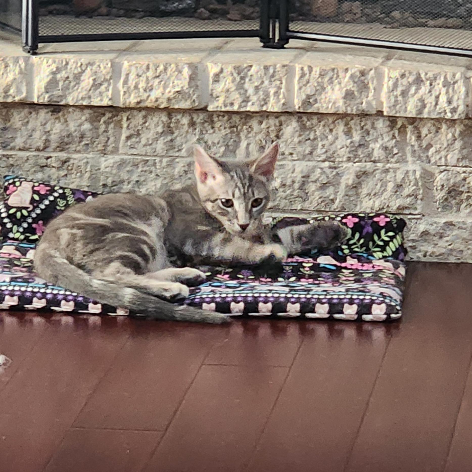 Enlarge Sammie, a Adoptable mixed breed in Harrisburg, PA image 4/6