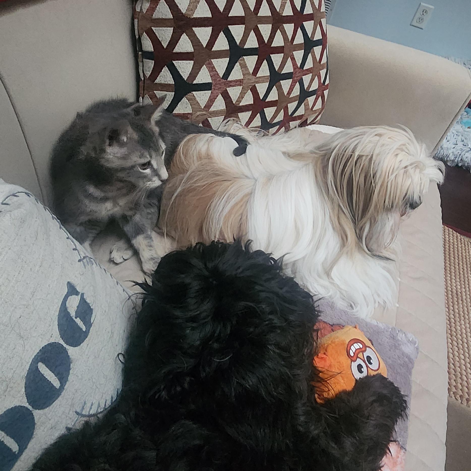 Enlarge Sammie, a Adoptable mixed breed in Harrisburg, PA image 6/6