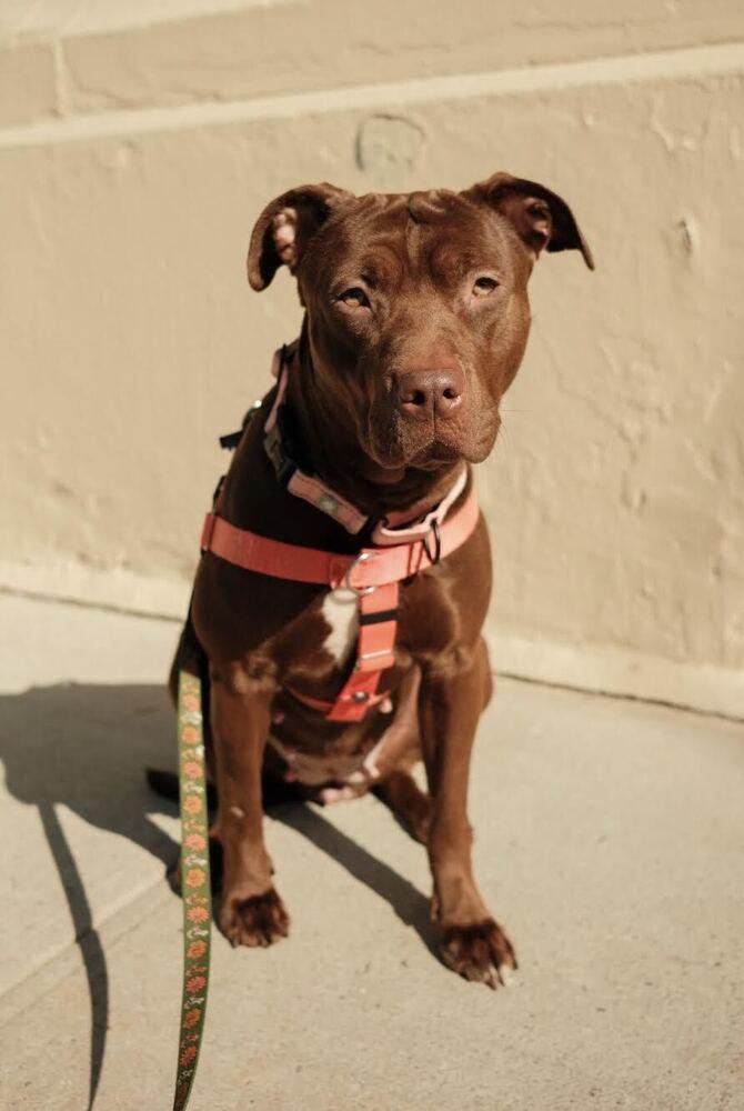 Enlarge Nellie, a Adoptable mixed breed in Jersey City, NJ image 5/6
