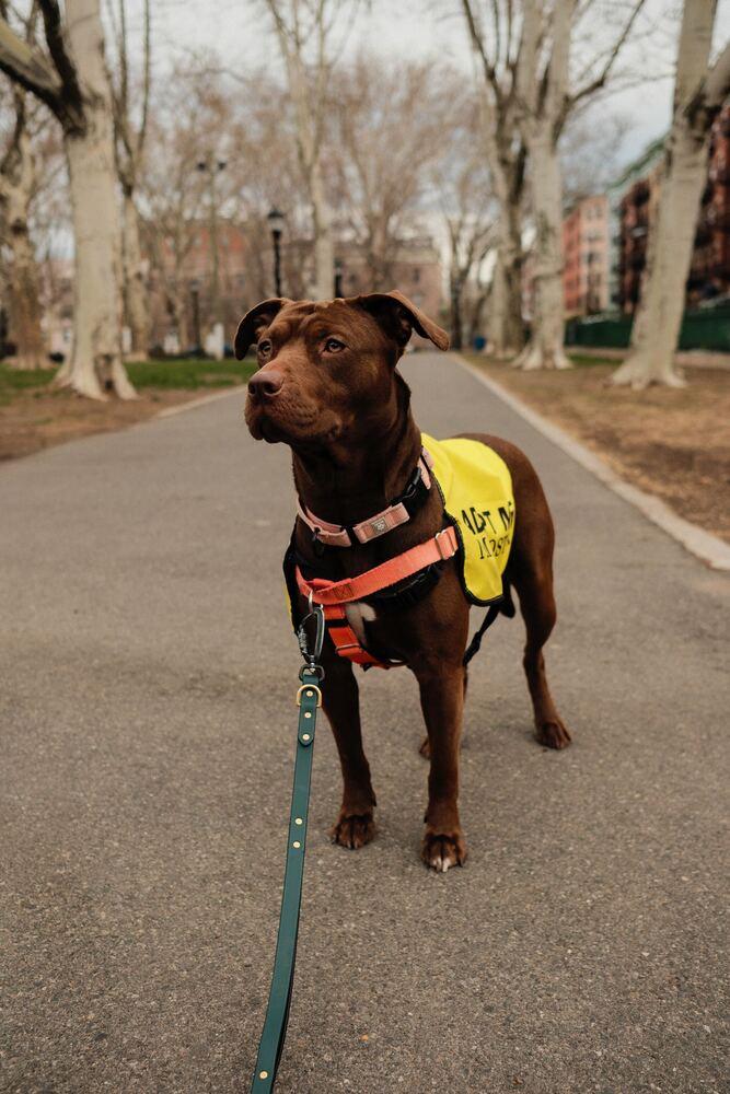 Enlarge Nellie, a Adoptable mixed breed in Jersey City, NJ image 1/6