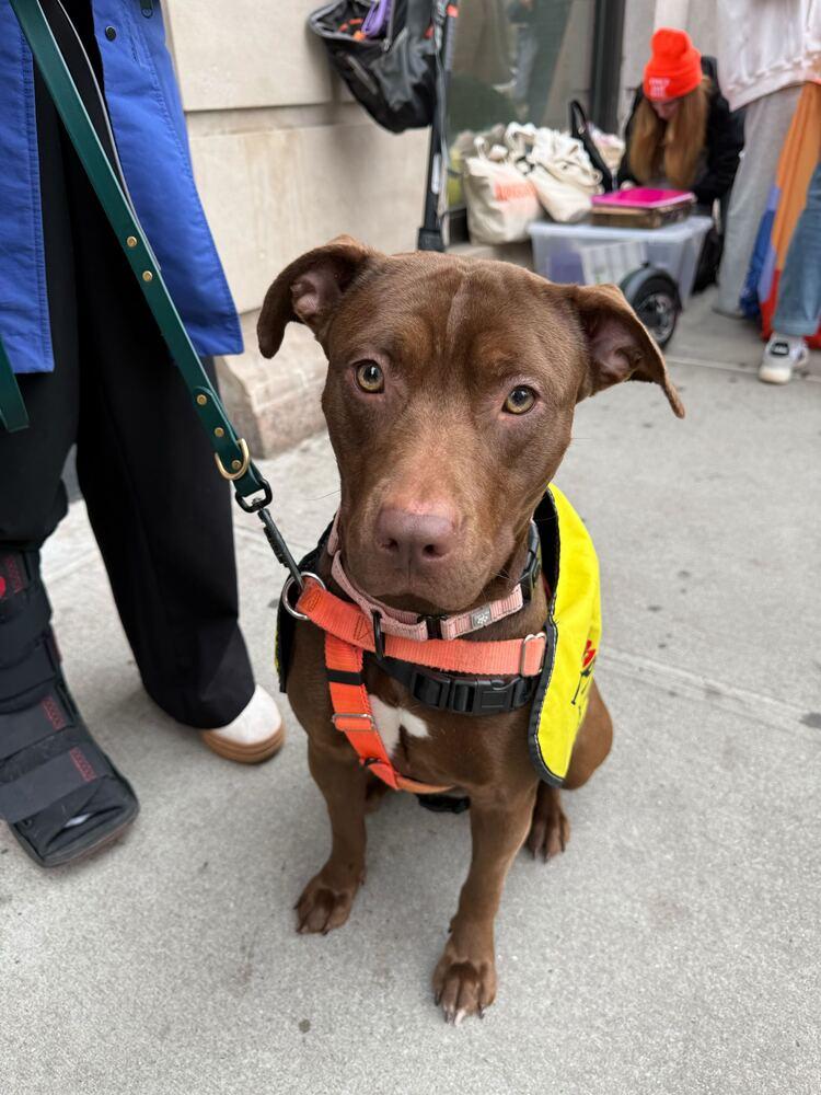 Enlarge Nellie, a Adoptable mixed breed in Jersey City, NJ image 2/6